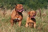 DOGUE DE BORDEAUX 474